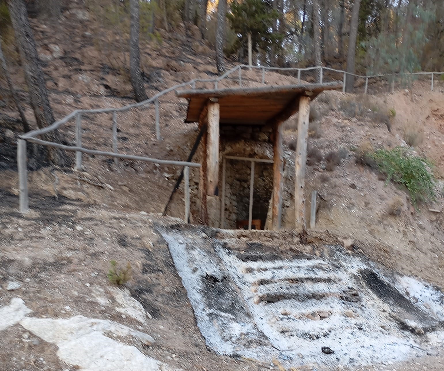 San Cataldo. Incendio del Bosco Gabara. Angelo La Rosa: “Un disastro che ci ferisce nel profondo del cuore  ma che non ci piega”