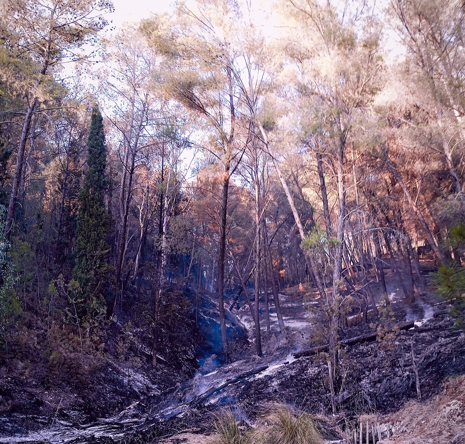 San Cataldo. Incendio bosco Gabara. Il PD: “Disponibili fin da subito per contribuire al risanamento del nostro bosco”