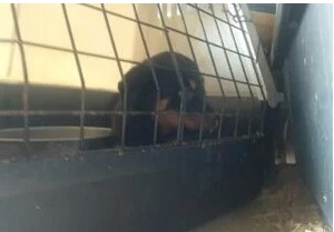 Catania. OIPA, sequestrati 15 rottweiler: vivevano di stenti in un contesto da incubo