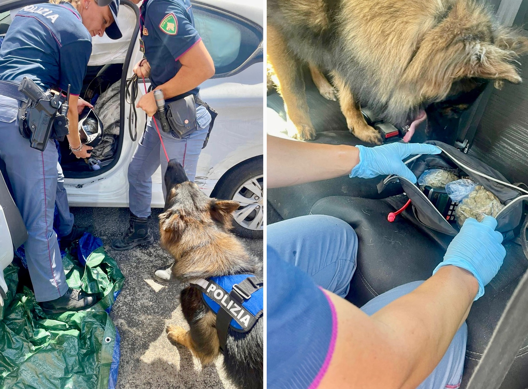 Il fiuto infallibile dei cani poliziotto “Ares” e “Maui”: sequestrati dalla Polizia 1500 dosi e 4 kg di droga
