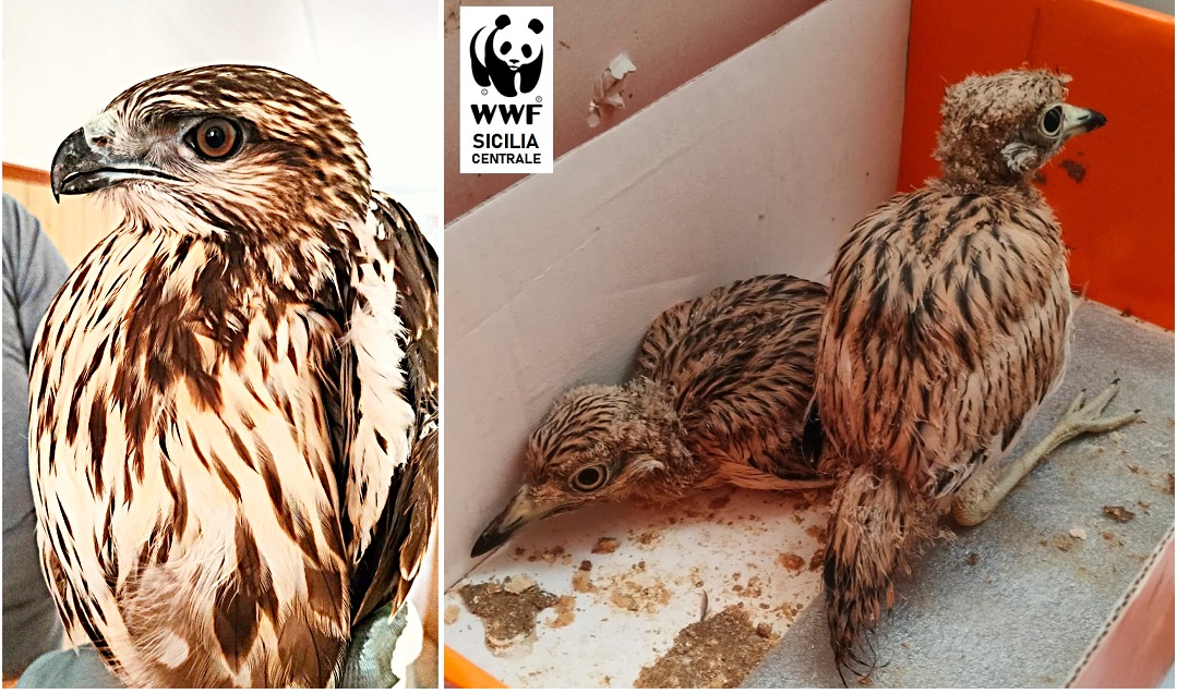 WWF, salvati nel nisseno una poiana e due occhioni grazie ai volontari. Bonfanti: “Chiediamo l’istituzione di un centro di recupero fauna a Caltanissetta”