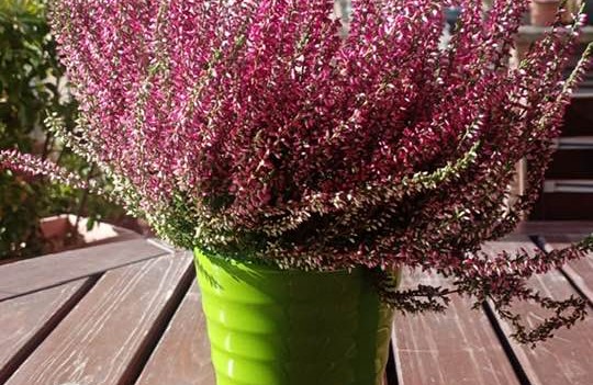 Il 28 e 29 settembre in piazza a San Cataldo e Serradifalco il WWF promuove acquisto di piantine per raccolta fondi a tutela della natura