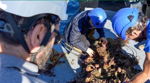 Ispra in azione tra Augusta e Siracusa, ispezionati 60mila metri quadrati di fondale e recuperate 30 reti fantasma