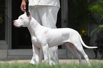 Patentino per cani pericolosi, tutte le razze proposte in Lombardia
