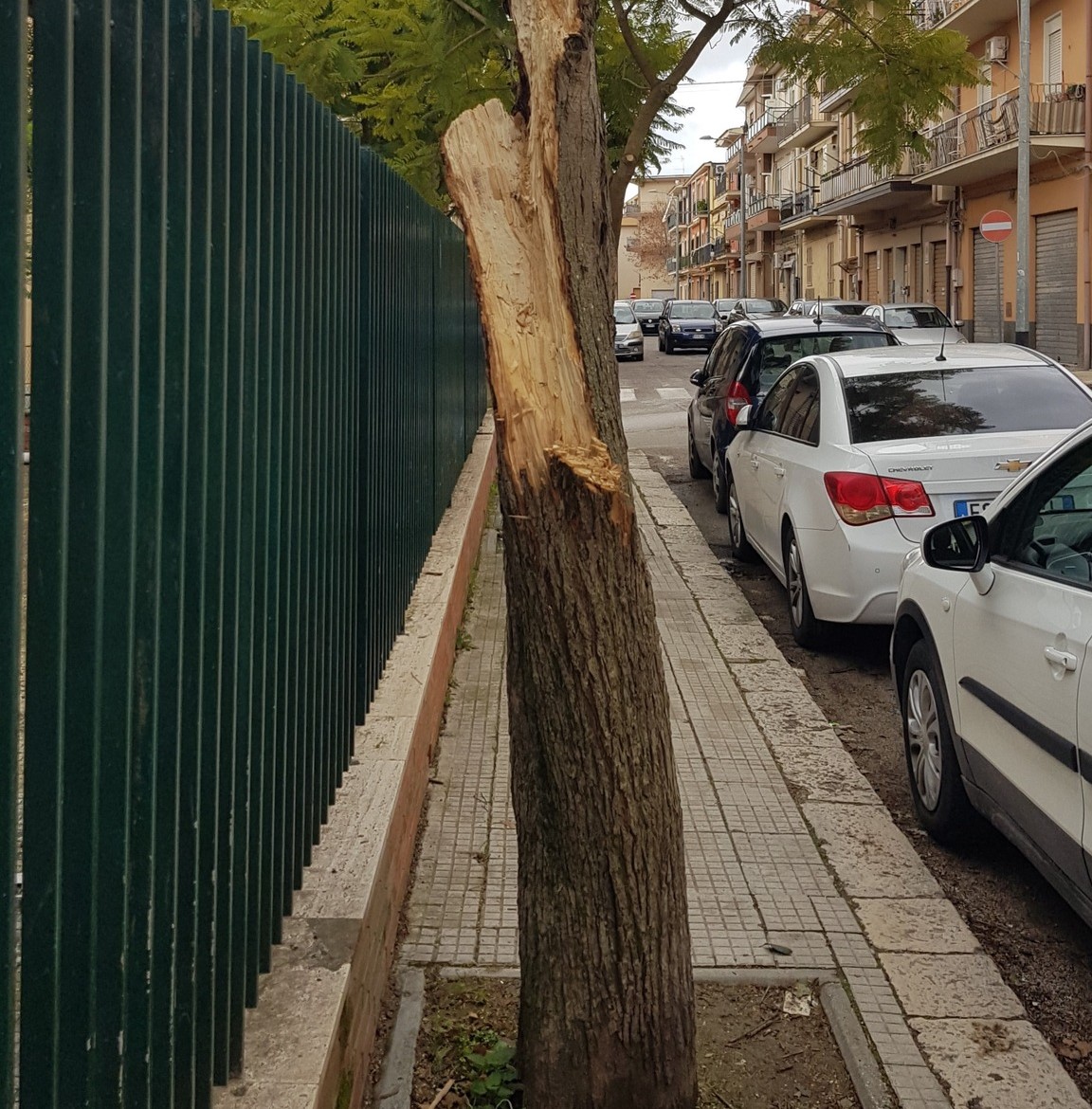 San Cataldo. Leandro Janni (Italia Nistra Sicilia) disapprova capitozzatura degli alberi di Viale Indipendenza