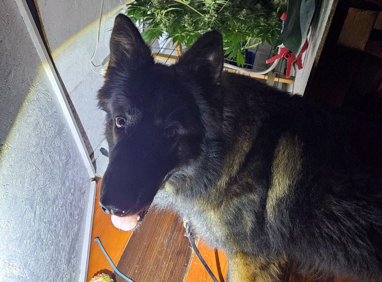 Fiuto dei cani anti droga fondamentale per individuare pianta di marijuana nascosta in una serra artigianale