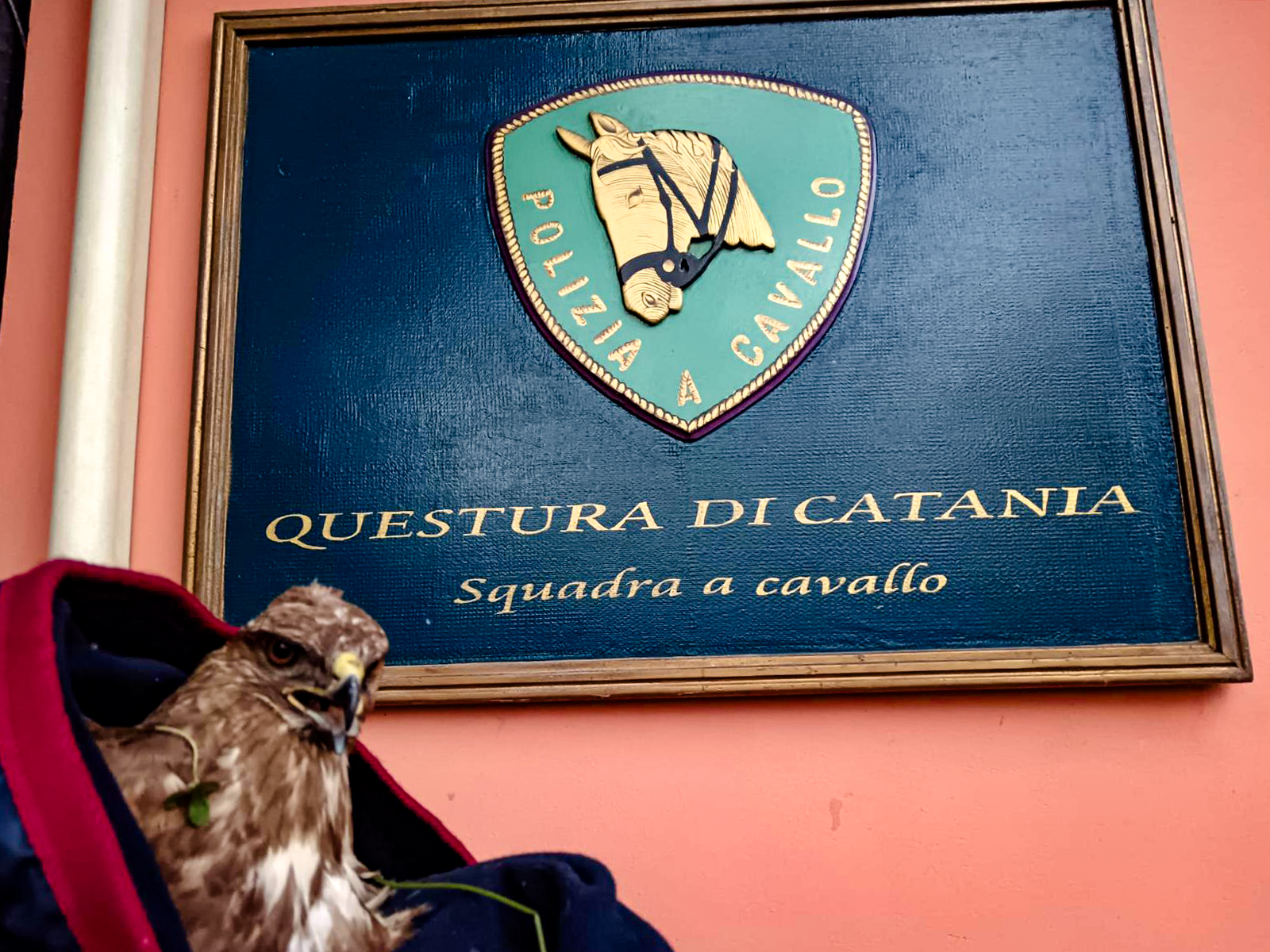 A Catania poliziotto salva una poiana ferita che viene ribattezzata “Agata” in onore della Patrona della Città