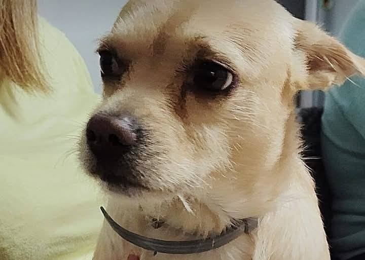 Cane scomparso, trovato scuoiato e impiccato: istituita taglia di € 1500,00 per i colpevoli