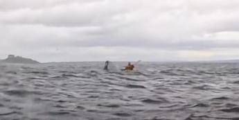 Inghiottito da una megattera e risputato: un incontro ravvicinato nello stretto di Magellano – Il video