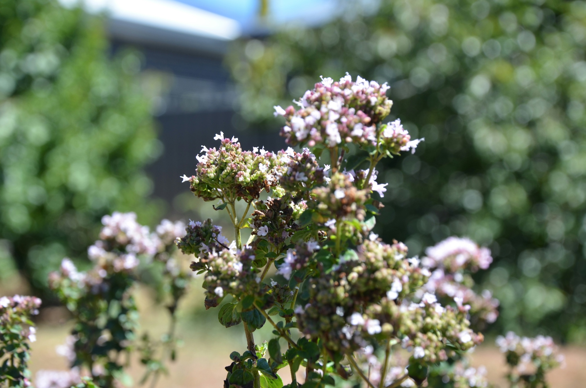Innovazione e sostenibilità nelle filiere delle piante officinali e aromatiche, ad Agrigento convegno conclusivo del progetto Val.Inn.P.O.