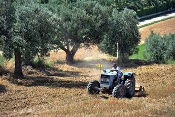 Legge di orientamento’, in 25 anni agricoltura multifunzionale sale a 15 miliardi