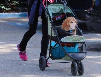 Cani nuovi bambini? Ricerca svela cosa lega il boom dei pet alle culle vuote
