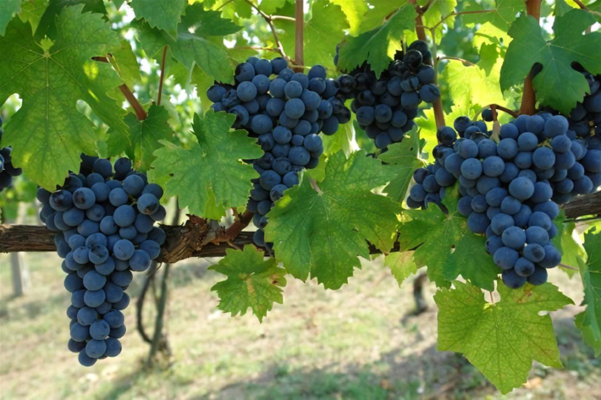 Viticoltura, emergenza climatica e remunerazione della cantine. Confronto a San Cataldo