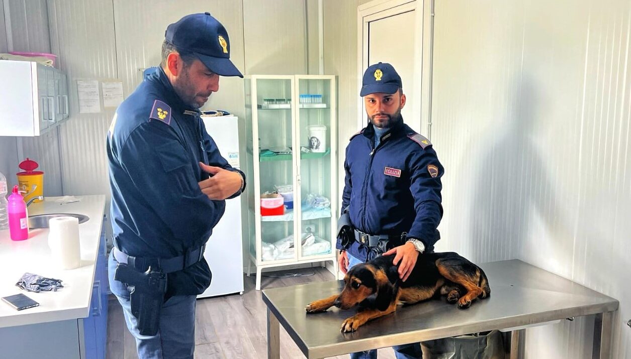 Gela, cane investito sulla SS115 viene soccorso da poliziotto fuori servizio: necessaria raccolta fondi per operarlo
