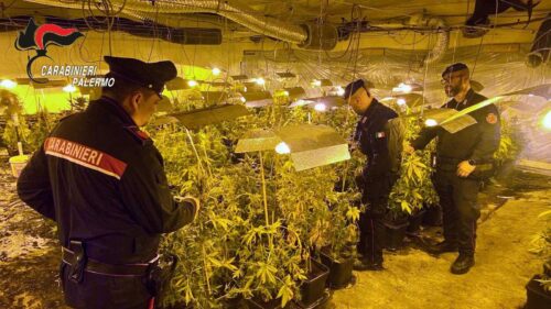 Scoperta piantagione di marijuana in un garage, arrestato 64enne nel Palermitano