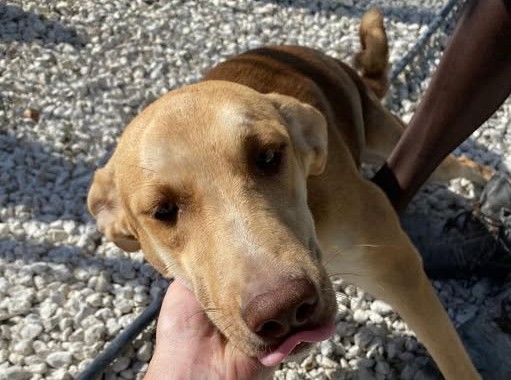 Sommatino. Prosegue opera di sterilizzazione e remissione di cani in libertà nel rispetto della normativa