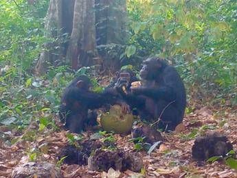 Agli scimpanzé piace bere alcol e lo fanno anche in compagnia