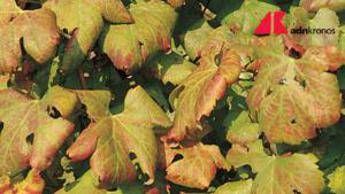 Agricoltura, Ismea: nel 2024 valori assicurati per 9,6 mld, comparto vitivinicolo al top