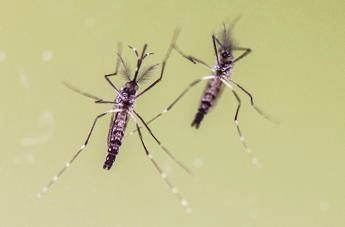 Allarme febbre gialla nelle Americhe, in tre mesi casi già raddoppiati rispetto a tutto il 2024