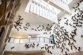 Arriva la primavera e spuntano le formiche, ecco come trovarle ed eliminarle