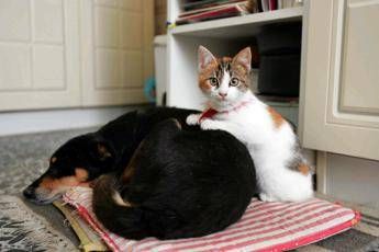 Botti e fuochi d’artificio, come proteggere cani e gatti da stress e rischi