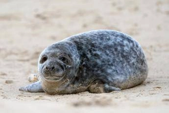 Dazi di Trump contro isole Heard e McDonald ma sono disabitate