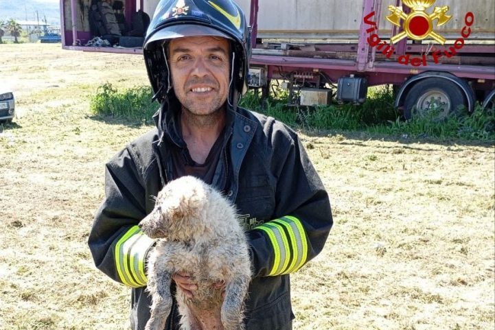 Cagnolino cade in un pozzo nel Catanese, salvato dai Vigili del Fuoco