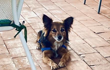 Animali d’affetto, l’assessore al Territorio vara il regolamento che consente di portarli in ufficio. Savarino: «I benefici sono riconosciuti»