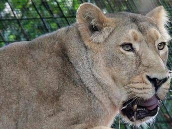 Kenya, 14enne uccisa dall’attacco di una leonessa