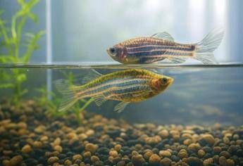 Lo sbadiglio esiste anche per i pesci ed è contagioso