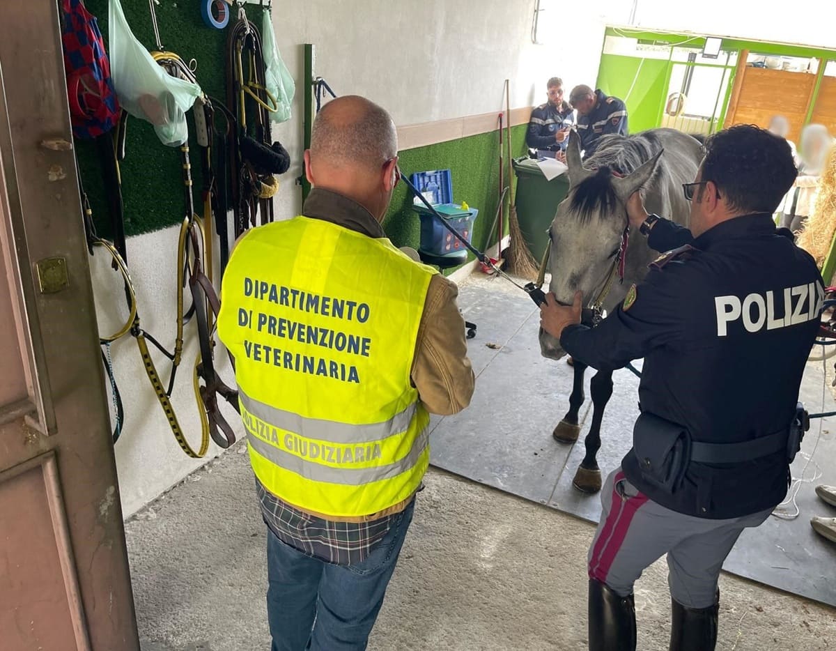 Scoperte 11 stalle abusive a Catania, 3 denunce e multe per 35.000 euro