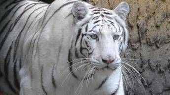 Tragedia allo zoo in Ucraina, tigre bianca sbrana e uccide un uomo