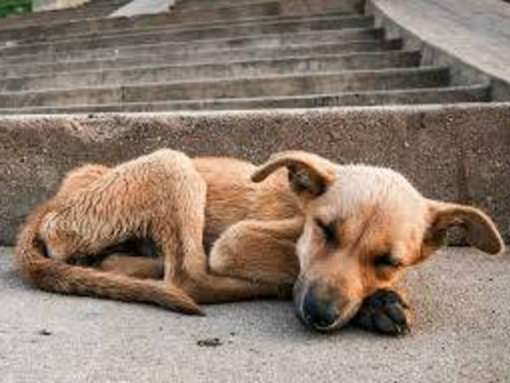 Randagismo. Il sindaco di Gela condivide denuncia del consigliere Turturici all’insostenibile situazione randagistica nel Capoluogo