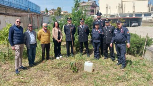 Vallelunga. Messa a dimora talea dell’albero di Giovanni Falcone: un impegno verso lo Stato nella lotta alle mafie