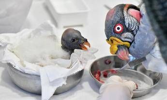 E’ nato un avvoltoio ‘Papa’ al Bioparco di Roma, è la prima volta
