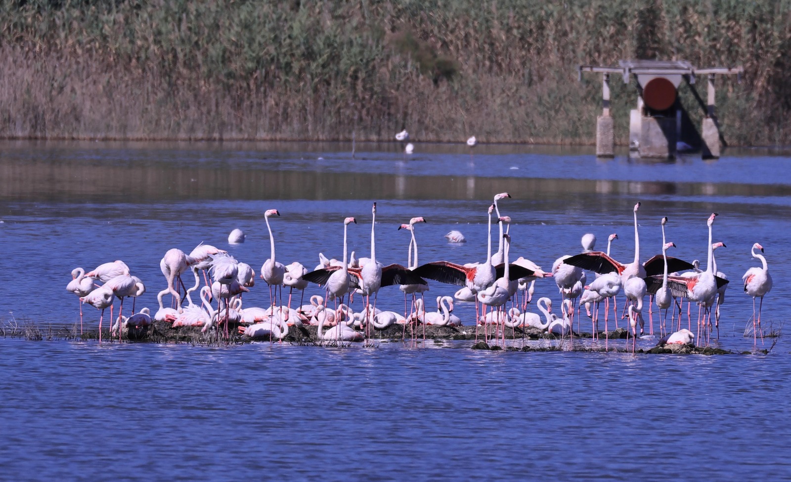 Sicilia, il fenicottero rosa torna alle saline di Priolo. Savarino: «Vittoria della natura e simbolo di rinascita»