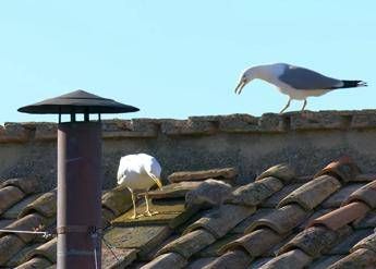 Fumata bianca e nuovo Papa, i gabbiani ‘portafortuna’