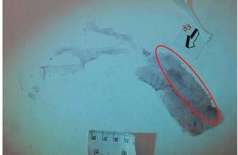 Garlasco, pm: “C’è impronta Sempio”. Ma per Ris “traccia inutile e senza sangue”