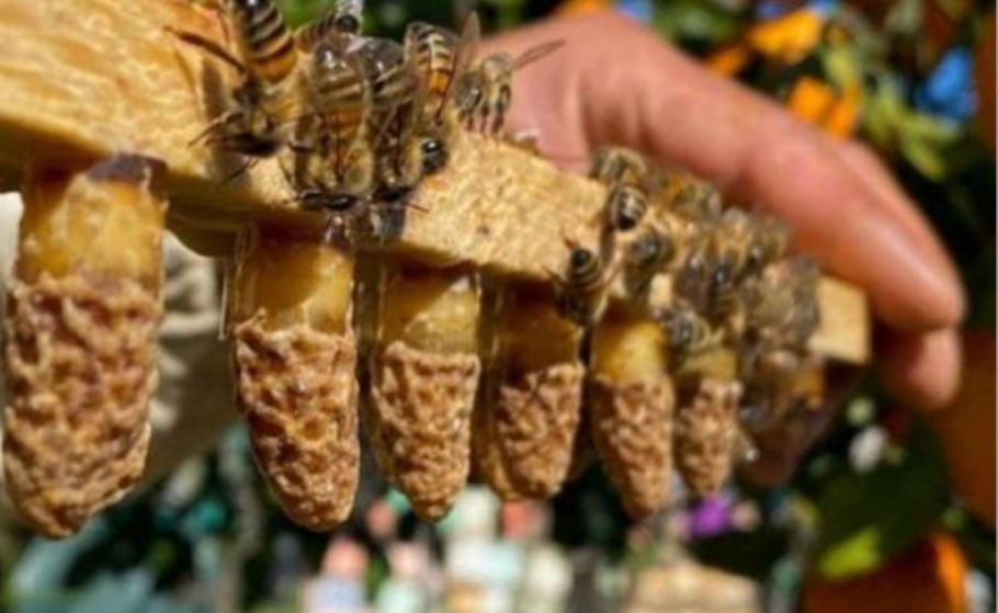 Allevamento di api regine e produzione di pappa reale: appuntamento a San Cataldo il 7 Giugno