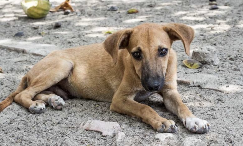 Caltanissetta. Emergenza randagismo: il Pd invia nota ufficiale chiedendo misure straordinarie e urgenti