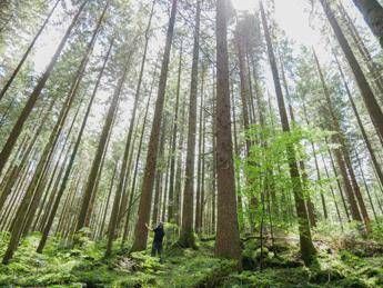 Le foreste ‘inquinano’ per crisi climatica e incendi: lo studio