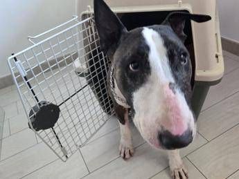 Reati contro gli animali, ecco la nuova legge in 15 articoli