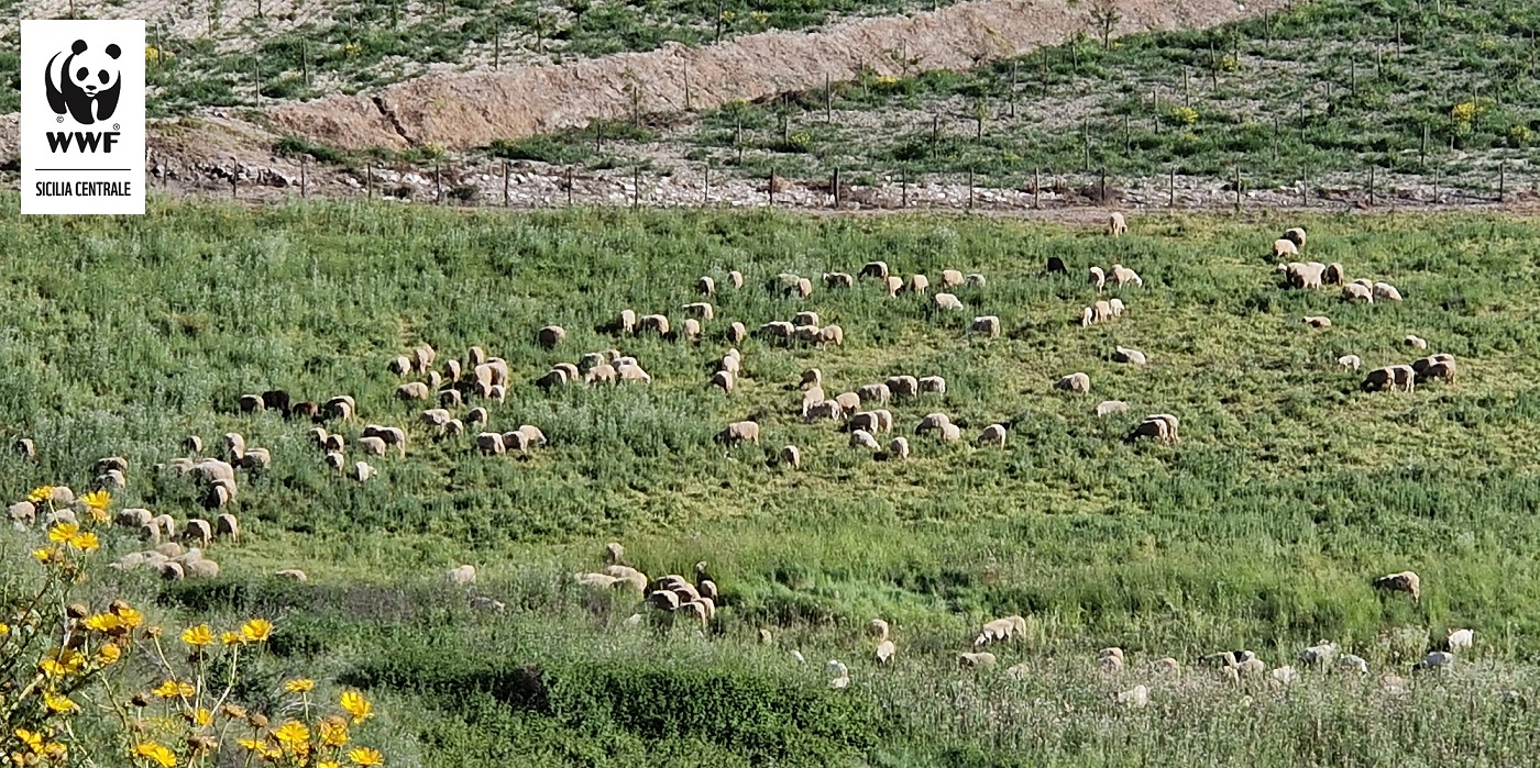 Serradifalco, pascolo abusivo nella Riserva Naturale “Lago Soprano”: la denuncia del WWF