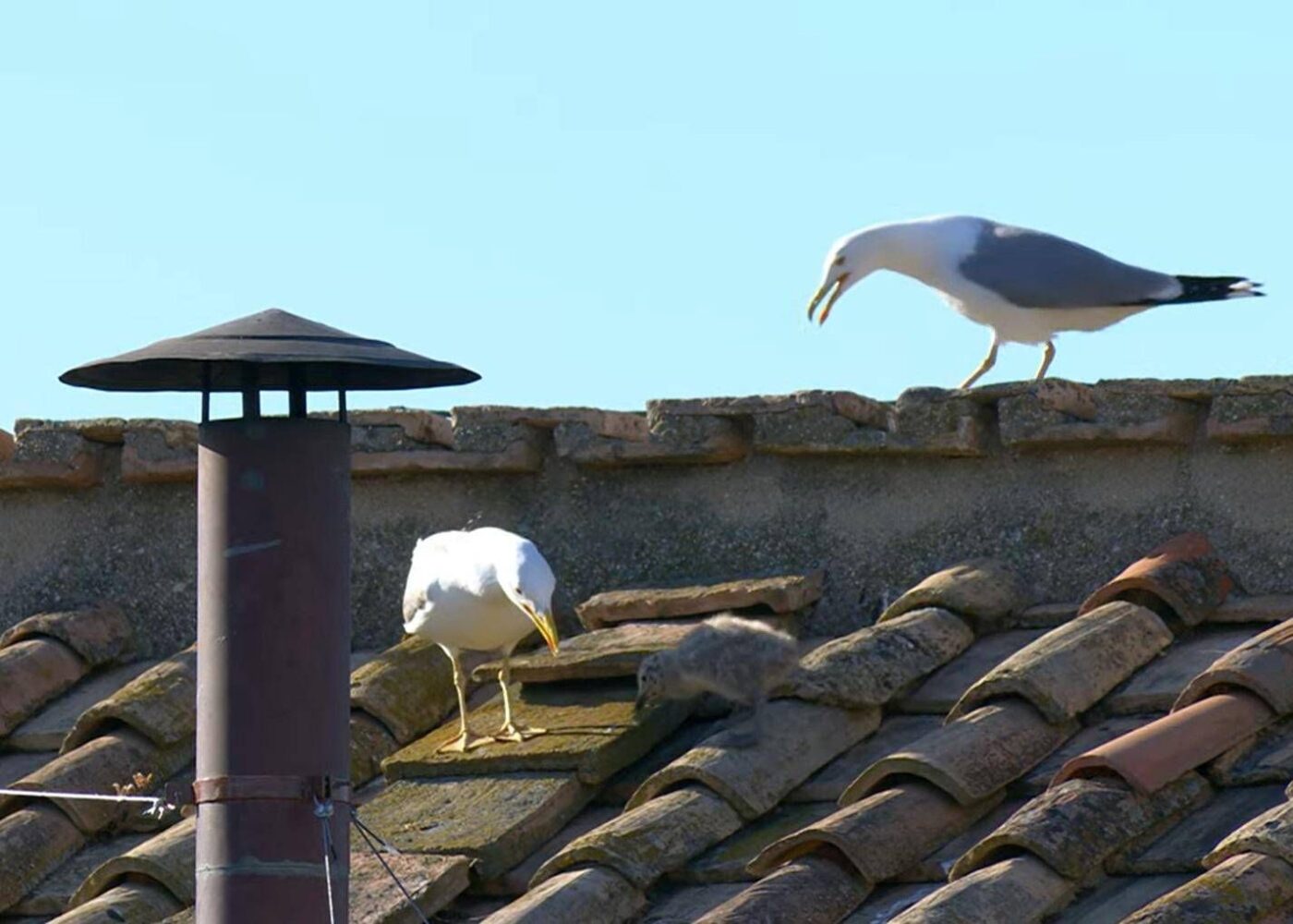Nuovo Papa. Famiglia di gabbiani attorno al comignolo della Cappella Sistina regalano tocco di poesia alla fumata bianca