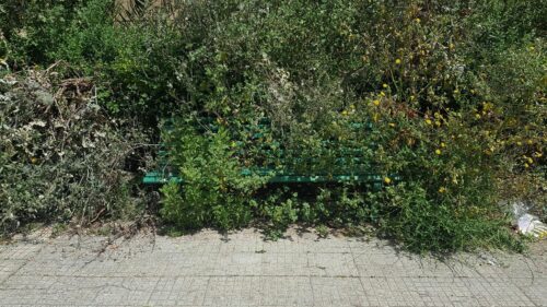 Caltanissetta. Italia Nostra: “La città non è mai stata così verde”