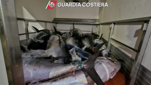 Operazione della Guardia costiera di Palermo, sequestrate 25 tonnellate di tonno rosso: sanzioni per 80mila euro