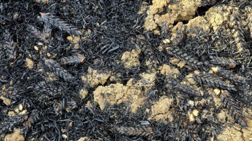 Marianopoli. Il sindaco Noto su campi di grano incendiati: “Bisogna fare qualcosa, così ci facciamo solo del male… tutti”