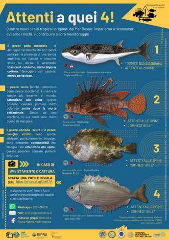 “Attenti a quei 4!”: la campagna per monitorare le specie aliene invasive nei mari italiani