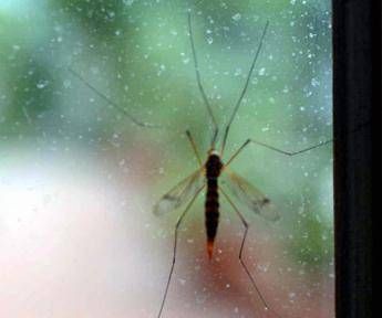 Chikungunya, Ecdc: “70 casi dopo viaggi alle Seychelles, per i turisti rischio alto”