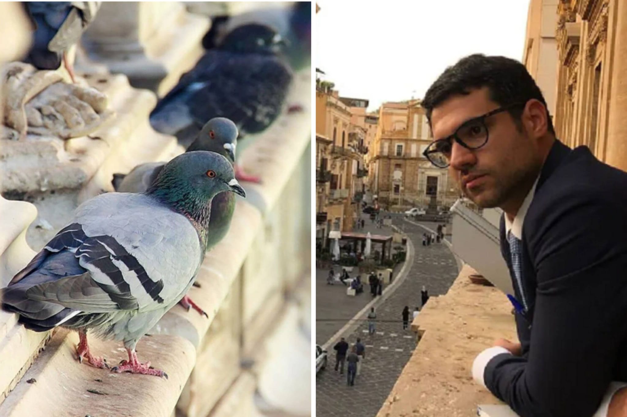 Centro Storico di Caltanissetta, il Consigliere Turturici propone la sterilizzazione delle colombe per tutelare il decoro urbano